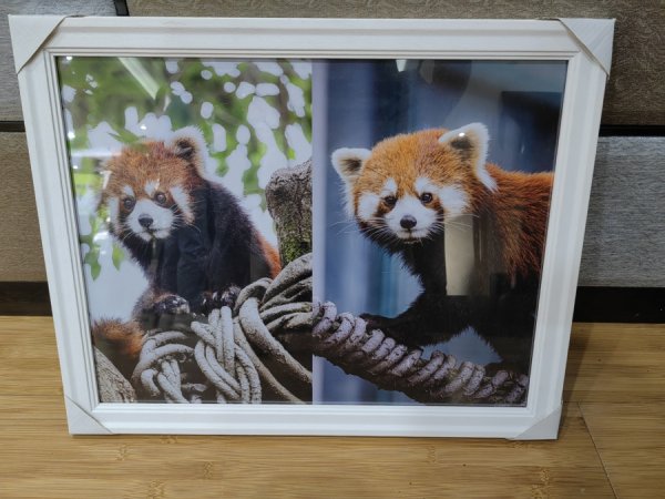 世界杯下單平臺 上海動物園兩只小熊貓登程赴臺北