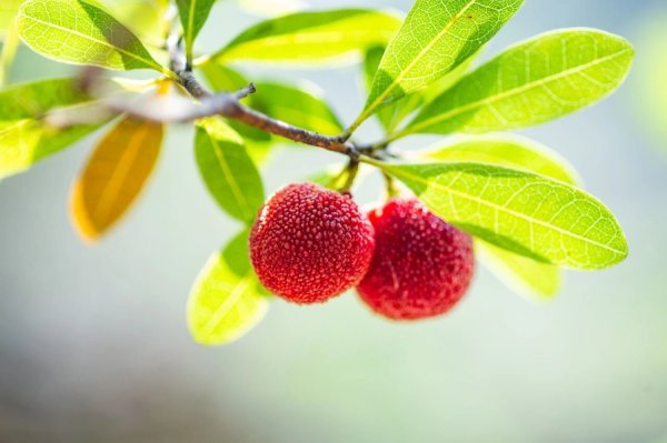 世界杯下單平臺 “這楊梅有莫得泡過東西？”主顧一問，浙江掏出